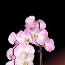 поставка орхидей на 5.11.2012