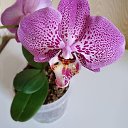 Орхидея - утонченная красота!