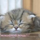 Любители кошек!