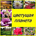 ЦВЕТУЩАЯ ПЛАНЕТА