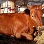 Айрширы-Жемчужина молочного скотоводства
