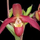 Орхидеи - самые прекрасные цветы