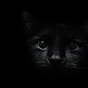 Чёрный кот ИСТОРИИ