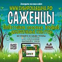 Питомник растений "Сибирская Дача". Саженцы