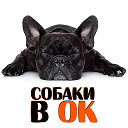 Собаки в ОК