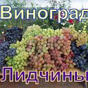 Виноградарство Беларуси . Лидчина.