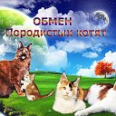 ✲ОБМЕН ПОРОДИСТЫХ - КОТЯТ ✲