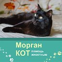 Морган КОТ. Саратов. Помощь животным