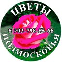 Цветы Подмосковья..