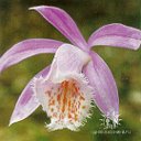 Клуб любителей орхидей и других цветов