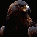 _GOLDEN EAGLE_