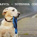 БЕЛАРУСЬ . Потерянные - найденные животные