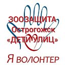 Волонтеры Зоозащиты Острогожска ДЕТИ УЛИЦ