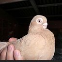 армавирские голуби