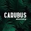 Carubus