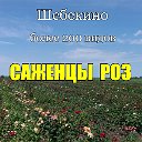 Саженцы РОЗ в Шебекино