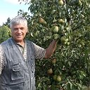 саженцы плодо-ягодных культур ИП Крылович