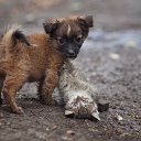 🐾Помощь бездомным животным🐾