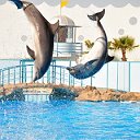 Дельфинарий Dolphin World в Хургаде