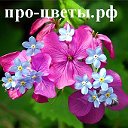 Про-цветы.рф - все про цветы и цветущие растения