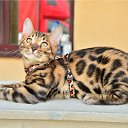 Бенгальские кошки,котята, продажа-питомник