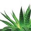 LR aloe vera. качественная продукция для здоровья.