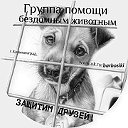 Помощь бездомным животным Калининграда и области