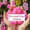 Розы кустовые Крым