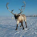 "СЕВЕРНЫЕ ОЛЕНИ"