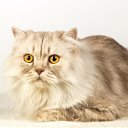 Мой Прекрасный Кот MyGoodCat.Ru