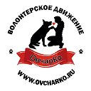 Волонтерское движение "ОвчарКо"