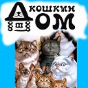 "КОШКИН ДОМ" помощь бездомным объявления ШАРЬЯ