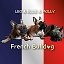 Molly-Ellie-Leo French-buldog