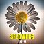 sflowers.sochi