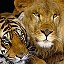 тигр и лев   