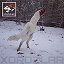 СаМаРкАнД кЛуБ ШаМо rooster