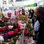 ФИАЛКИ и комнатные цветы Бишкек