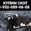 КУПИМ СКОТ ТВЕРЬ 8-952-089-06-08