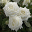 White Rose