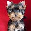 marina.breederyorkshireterrier