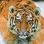 Тигр Tigr