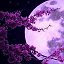 Moon -