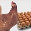 Куриные яйца (домашние)