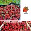 Свежая ягода из Киргизии