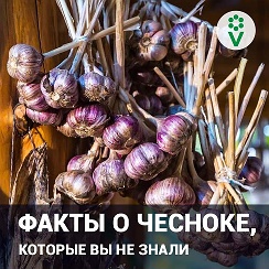 Процветок. Cаженцы, луковицы, семена — Разное | OK.RU