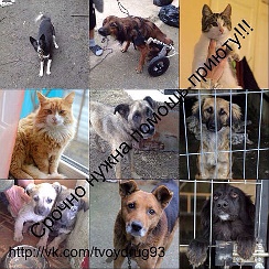 Приют котопес. Котопес приют для животных челябинск. Приют для животных котопес лабытнанги. Котопес приют для животных челябинск. Организация помощи бездомным животным.