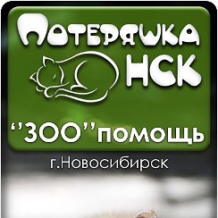 5 месяца. потеряшки нск зоопомощь. зоопомощь новосибирск. вельск пристроить собаку. срочно нужна кормящая кошка.
