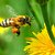 Здоровье и красота с пчелопродуктами Тенториум