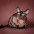 Питомник Бурманской кошки (Бурма) Cornelian Bloom