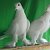 Чебаркульские голуби бойные